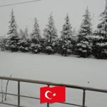 Halim
