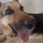 Deniz