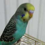 Seda