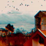 Burcu