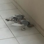 Kadir