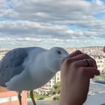 Furkan