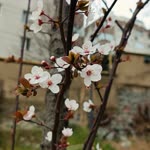 Seher