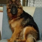 Gürkan