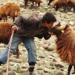 Şair