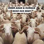 Muhammet