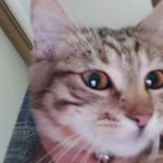 Serkan