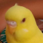 Begüm