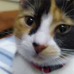 Beyza