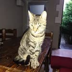 Hasan