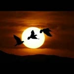 Ceylan