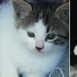 Zeynep