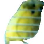 Durmuş