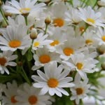 Hanife