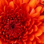 Sibel