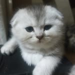 Davut