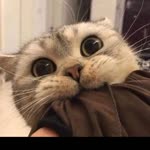 Zeynep