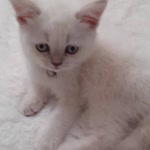 İrem