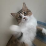 Mahmut