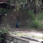 Uysal