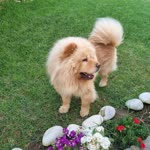 Ali