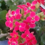 Nigar