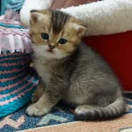 Filiz