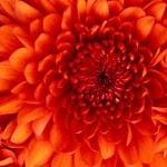 Elif