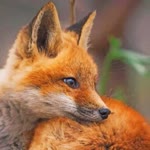 Furkan
