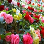 Seher