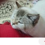 Leyla