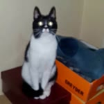 Murat