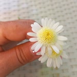 Profil fotoğrafı