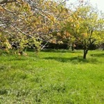 Fatih