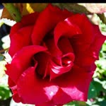 Hatice