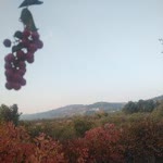 Fırat