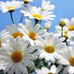 Meryem