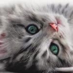 Umut