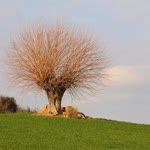 Can
