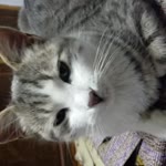 Mahmut