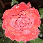 Abdullah