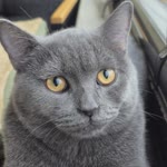Zeynep