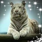 Timur