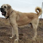Burak