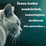 Mehmed