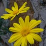 Nur