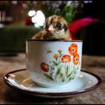 Hatice