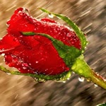 Erdal