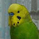 Janseli
