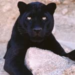 Burçak